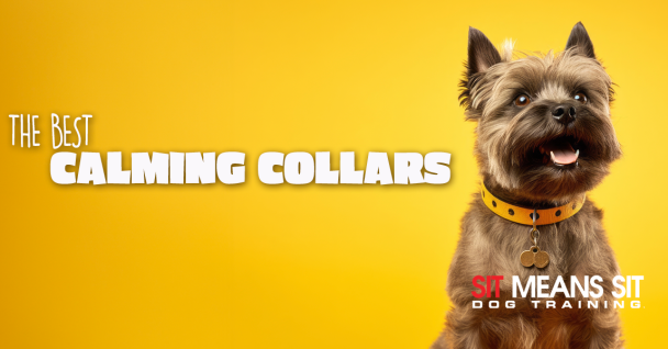 Reviewing the Best Calming Dog Collars