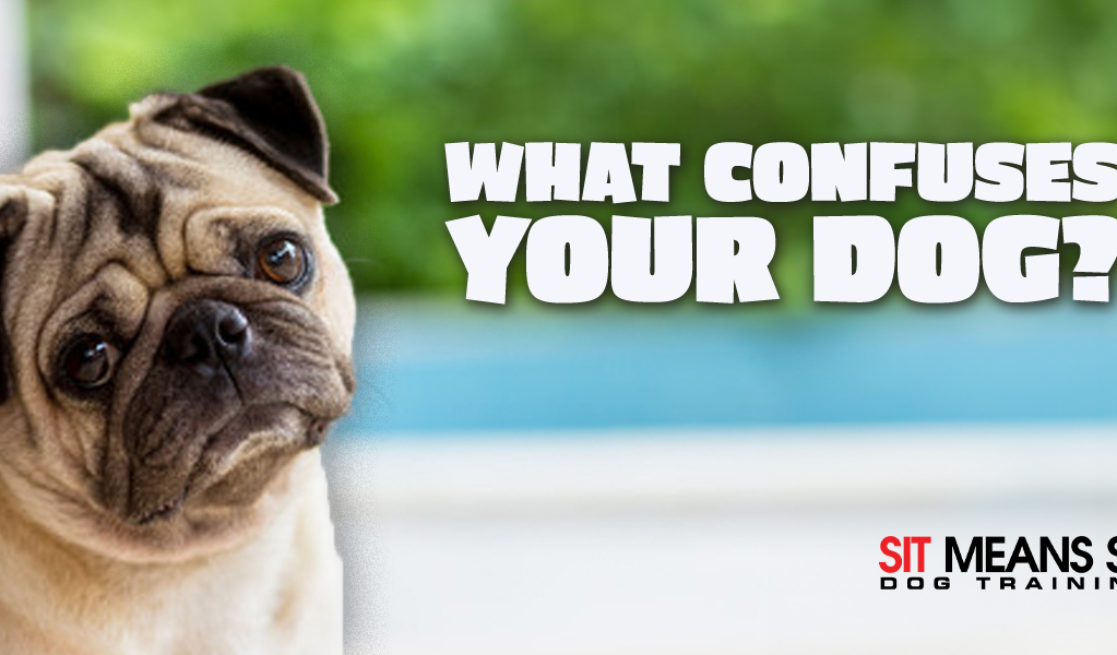 Dog with confused face.