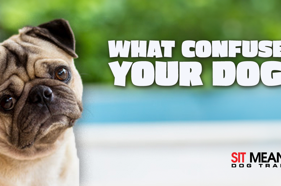 Dog with confused face.