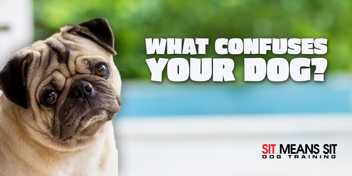 Dog with confused face.