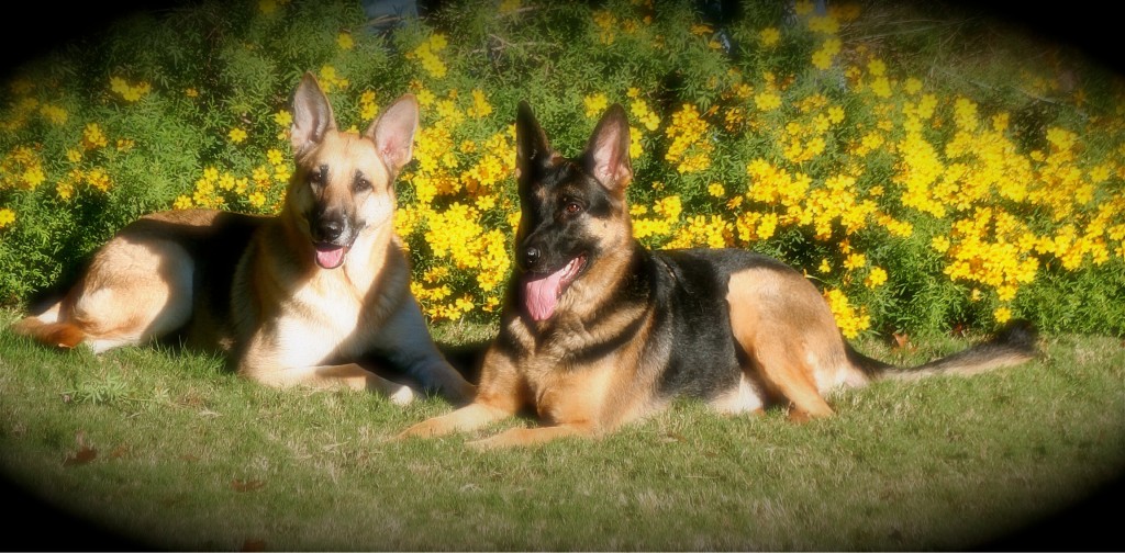 Picture of German Shepherd Dogs Charlie and Elka