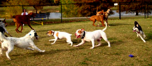 Dogs at a dog park