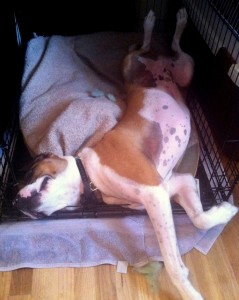 Picture of dog lounging in a kennel