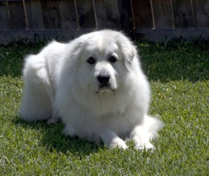 Stoic Great Pyrenees