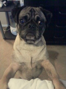 Pucture of sad looking pug.