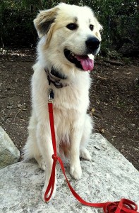 Great Pyrenees On Rock