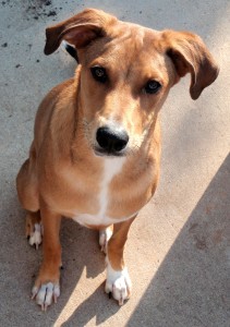 Picture of Shepherd Mix