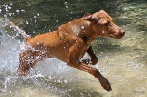 brown dog jumping out of water