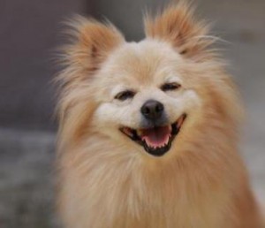 smiling brown Pomeranian