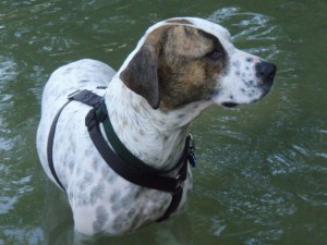 white and brown dog in water