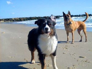 2 dogs on the beach off leash
