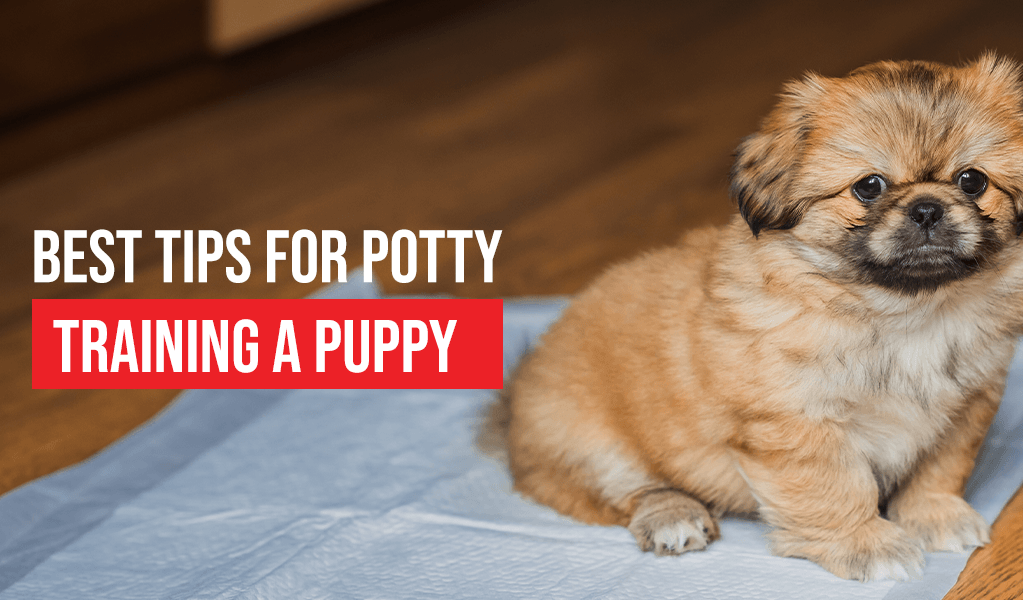 Puppy on pee pad