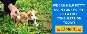 we can help potty train your puppy
