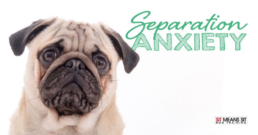 Helping Your Dog with Separation Anxiety