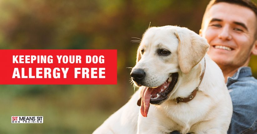 Tips for Keeping Your Dog Allergy Free
