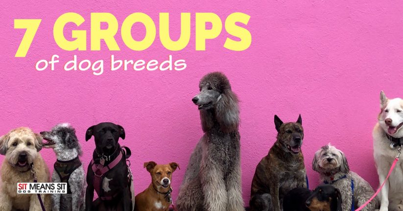 What are the 7 Groups of Dog Breeds?