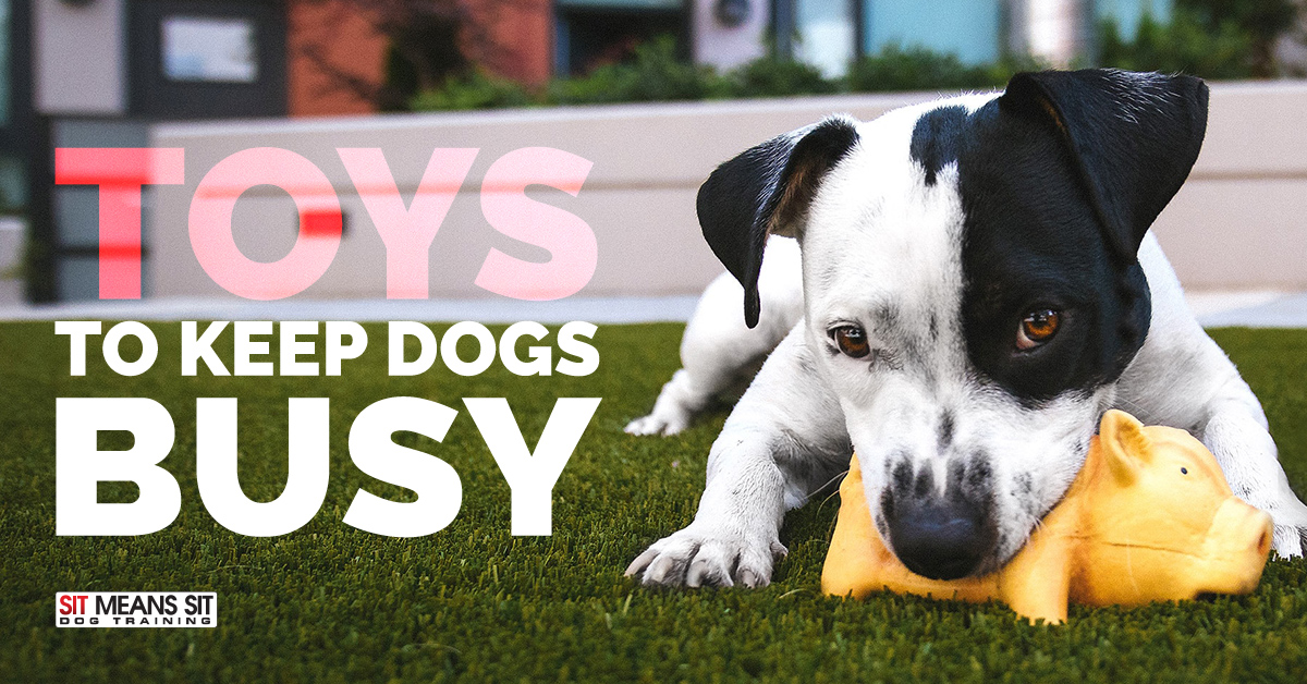 https://sitmeanssit.com/dog-training-mu/austin-dog-training/files/2019/08/toys-to-keep-dogs-busy.jpg
