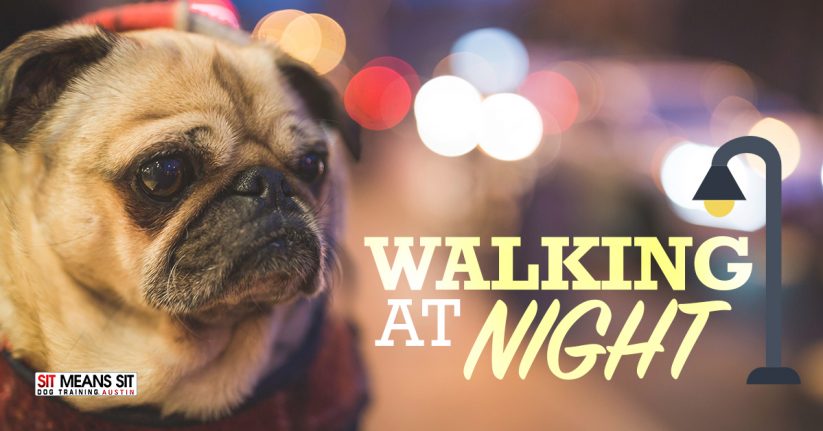 Tips for Walking Your Dog at Night