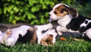 puppy behavior classes in austin