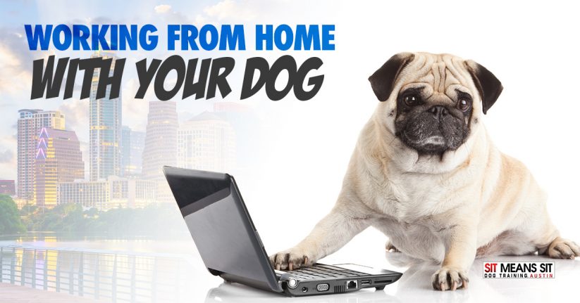 A Guide to Working at Home With Your Dog