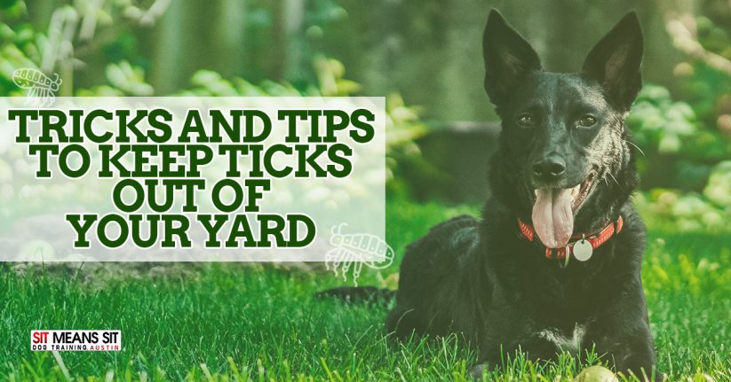 Tips and Trick to Keep Ticks Off Your Dog