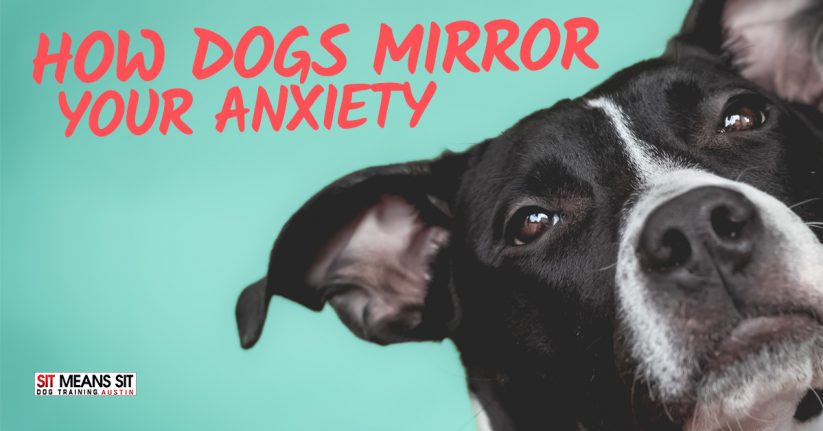 How Dogs Mirror Your Anxiety