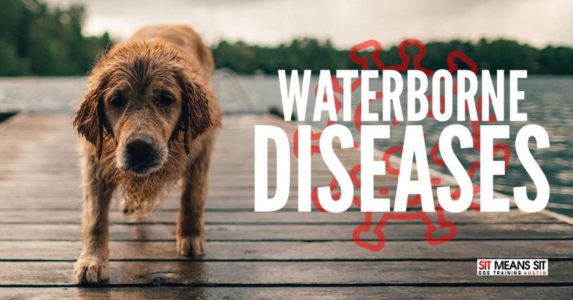 Waterborne Diseases That Are Dangerous For Dogs