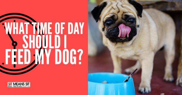 What Time of the Day Should I Feed My Dog?