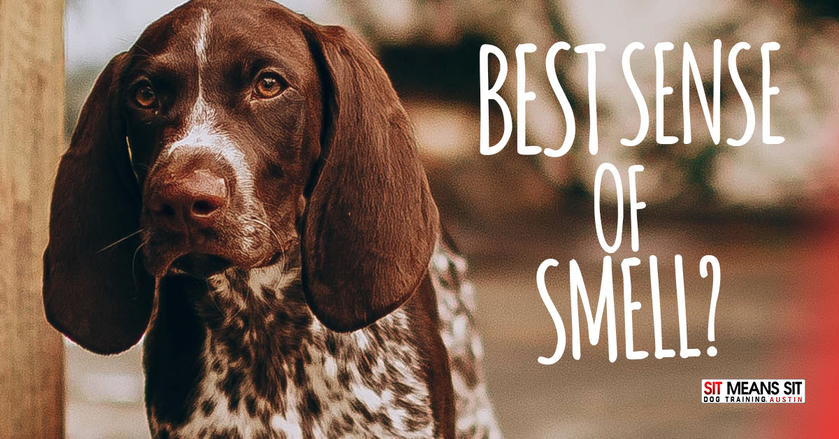 Which Dog Breeds Have the Best Sense of Smell?