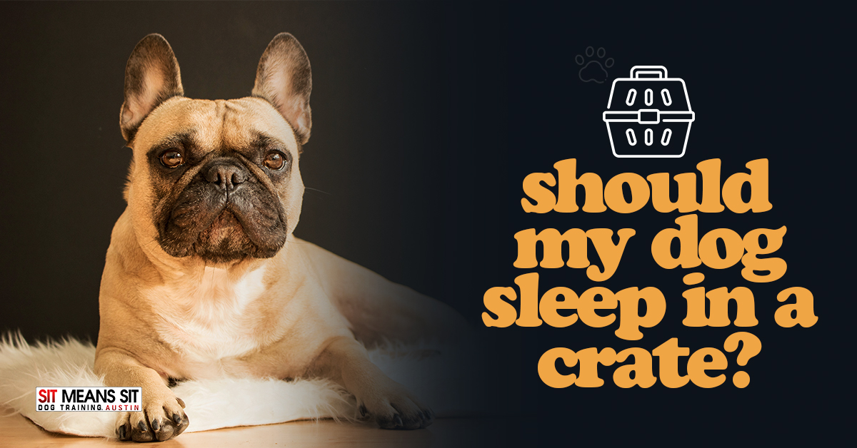 Should I Let My Dog Sleep Late Every Day? – American Kennel Club