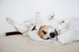 dog sleeping on its back