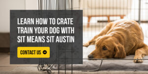 Dog sleeping in crate