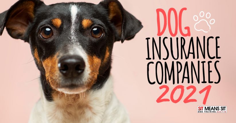 Dog Insurance Companies for 2021