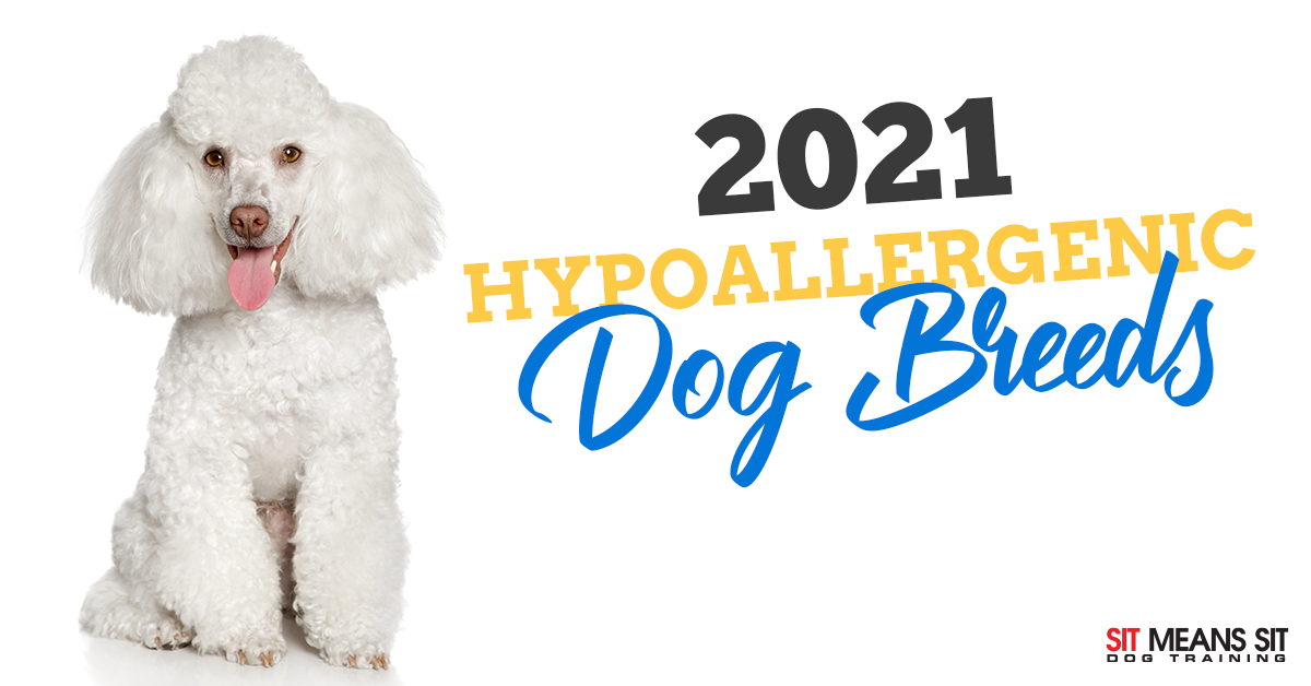what are the different types of hypoallergenic dogs