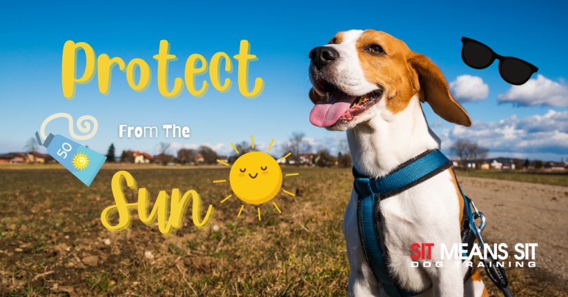 Protecting Your Dog From the Sun