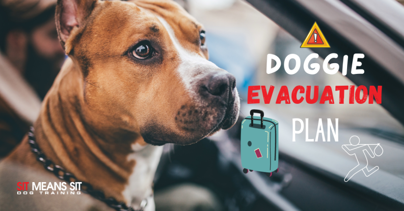 Having an Evacuation Plan with Your Dog in 2021