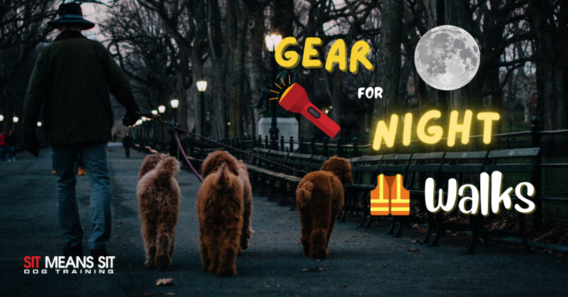 Gear for Walking Your Dog at Night 2021