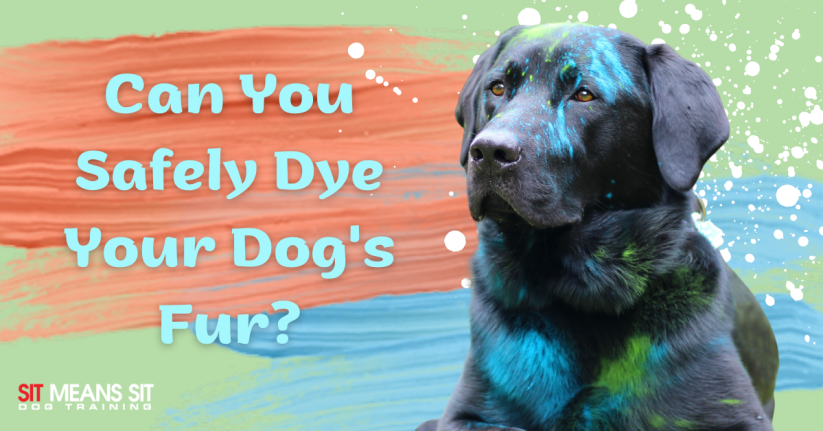 Can You Safely Dye Your Dog's Fur?