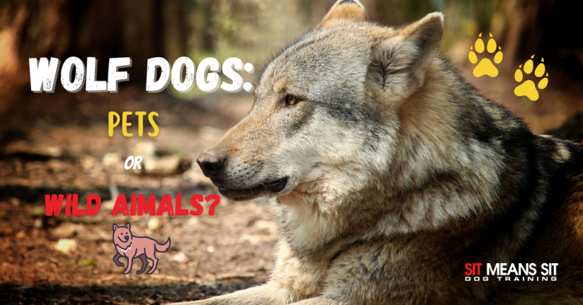 Wolf Dogs: Good Pets or Wild Animals?
