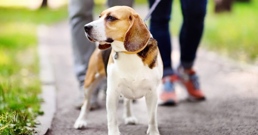 A dog looking to the left while walking