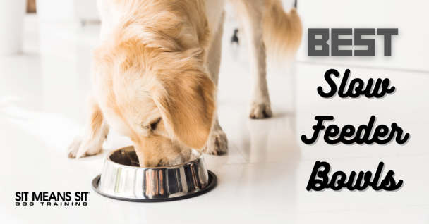 a dog is eating from a bowl that says best slow feeder bowls
