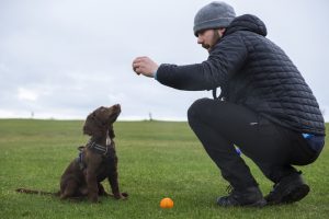 private dog training in austin