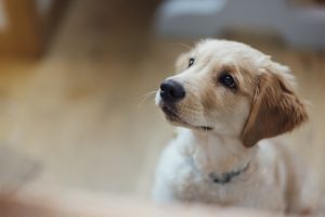 puppy looking up at owner