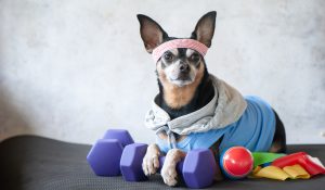 Small dog with dumbells