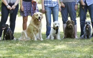 group of dogs in obedience class in austin