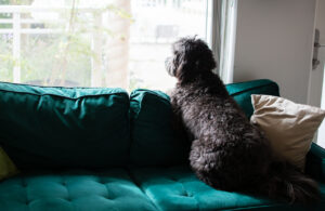sad black dog sitting at window