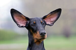 nervous dog