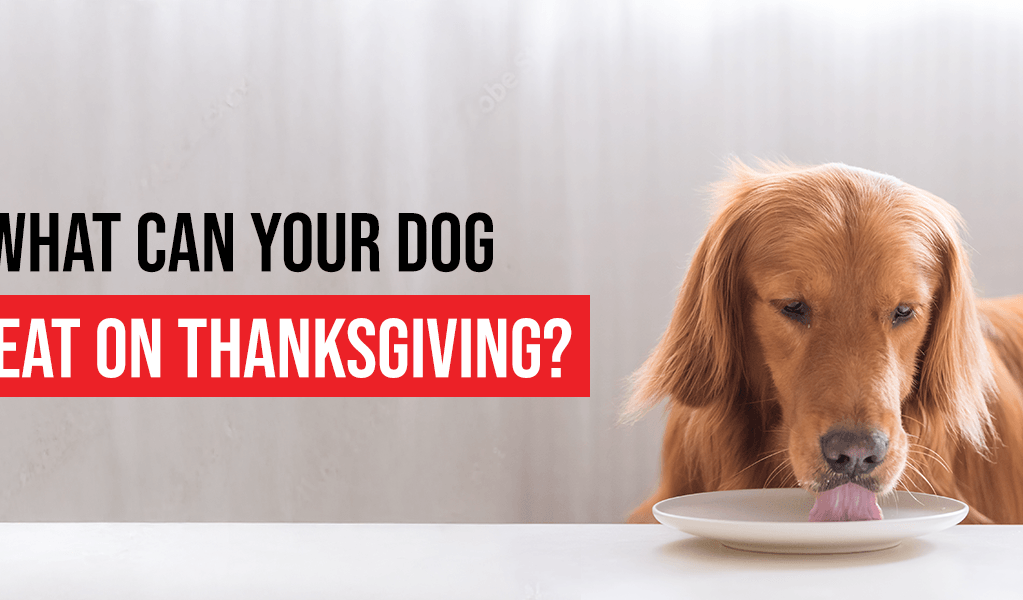 what can your dog eat on thanksgiving