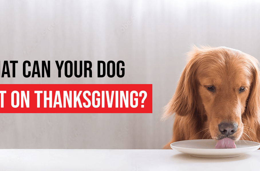 what can your dog eat on thanksgiving