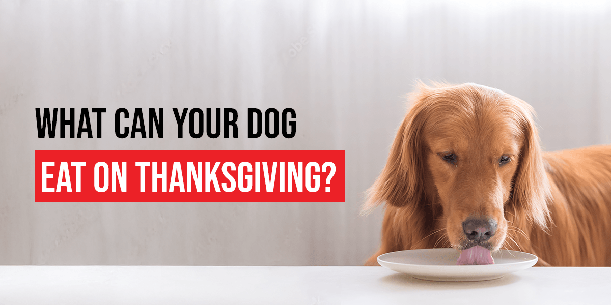 what can your dog eat on thanksgiving